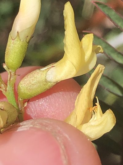Astragalus deanei, photographed by Amy Huie
