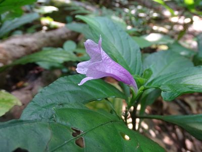 Strobilanthes cusia, photographed by Toby Y