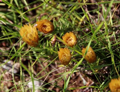 Helichrysum herbaceum, photographed by Tony Rebelo