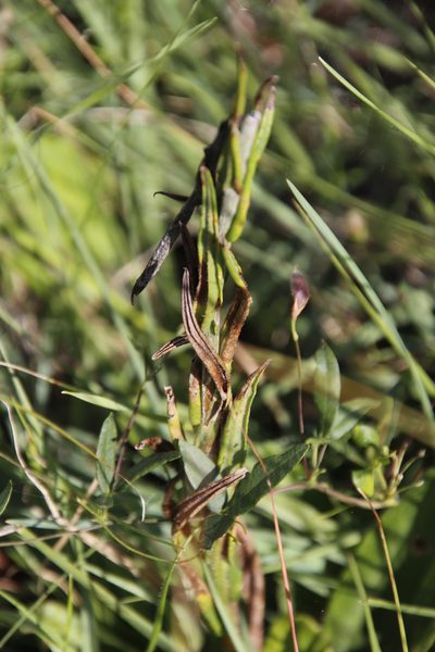 Asclepias humilis, photographed by Tony Rebelo