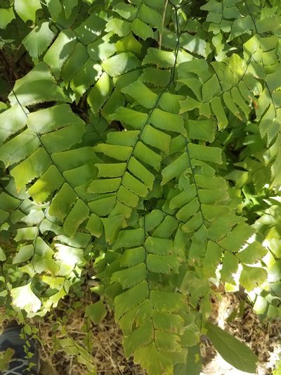 Adiantum trapeziforme, photographed by geralg