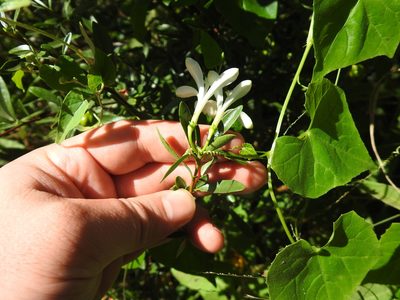 Turraea obtusifolia, photographed by Matthew Fainman