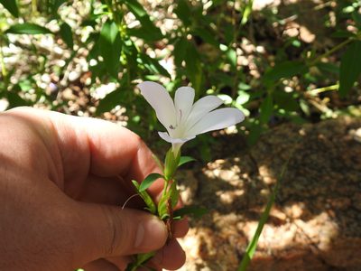 Barleria pretoriensis, photographed by Matthew Fainman