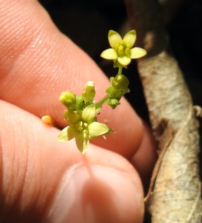 Sebaea leiostyla, photographed by Matthew Fainman