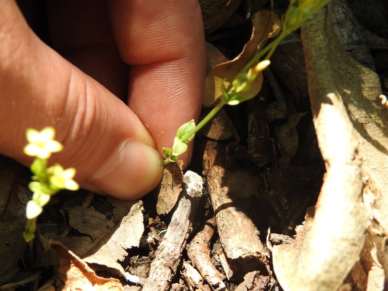 Sebaea leiostyla, photographed by Matthew Fainman
