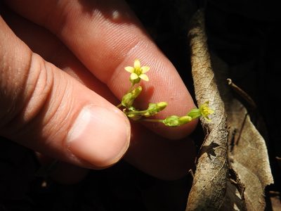 Sebaea leiostyla, photographed by Matthew Fainman