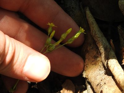 Sebaea leiostyla, photographed by Matthew Fainman