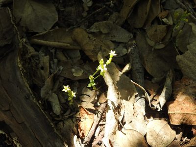 Sebaea leiostyla, photographed by Matthew Fainman