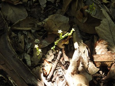 Sebaea leiostyla, photographed by Matthew Fainman