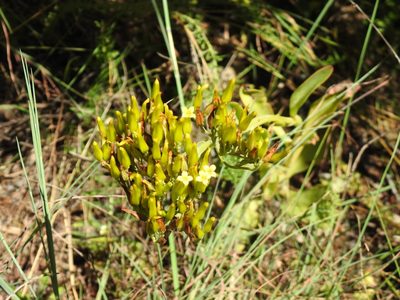 Kalanchoe paniculata, photographed by Matthew Fainman