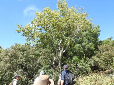 Ochna pulchra, photographed by Matthew Fainman