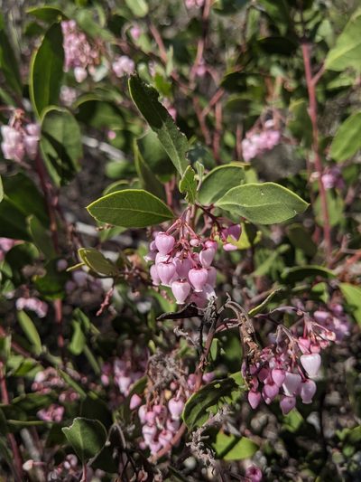 Arctostaphylos stanfordiana