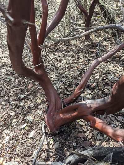 Arctostaphylos stanfordiana, photographed by Nora Bales