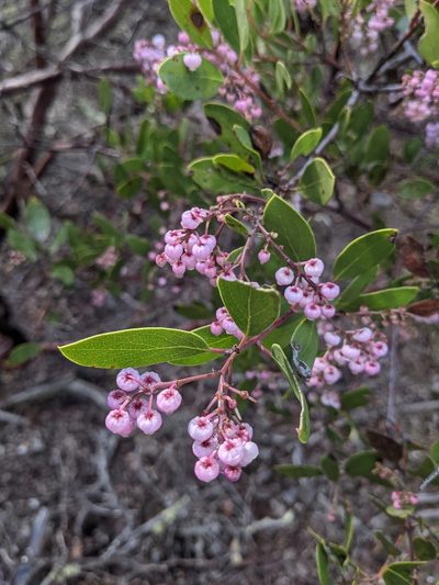 Arctostaphylos stanfordiana, photographed by Nora Bales