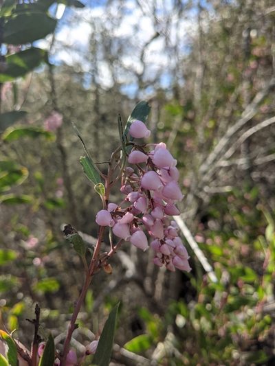 Arctostaphylos stanfordiana, photographed by Nora Bales