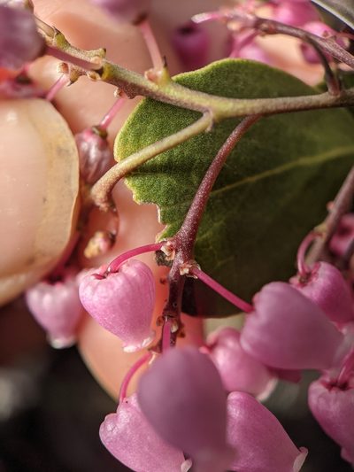 Arctostaphylos stanfordiana, photographed by Nora Bales