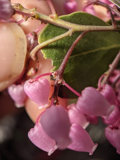 Arctostaphylos stanfordiana, photographed by Nora Bales