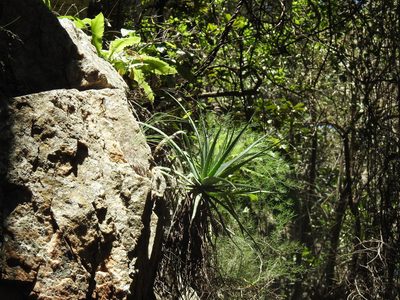 Aloe mutabilis, photographed by Matthew Fainman
