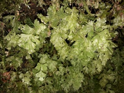 Hymenophyllum rufescens, photographed by naturewatchwidow