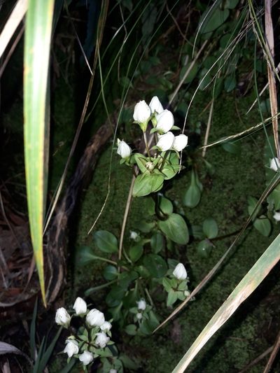 Gentianella tenuifolia, photographed by naturewatchwidow