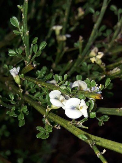 Carmichaelia arborea, photographed by naturewatchwidow