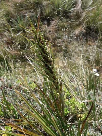 Aciphylla crenulata, photographed by naturewatchwidow