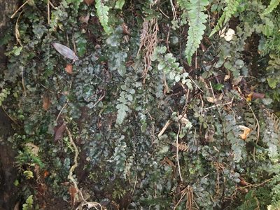 Cranfillia nigra, photographed by naturewatchwidow