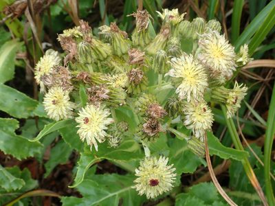 Sonchus grandifolius, photographed by Peter de Lange