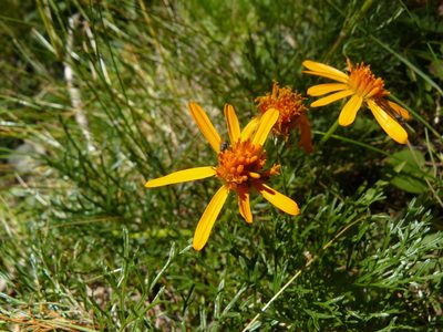 Jacobaea abrotanifolia, photographed by Felicia Seichter