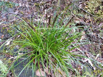 Carex megalepis, photographed by Leon Perrie