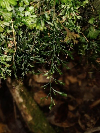 Polyphlebium colensoi, photographed by Leon Perrie