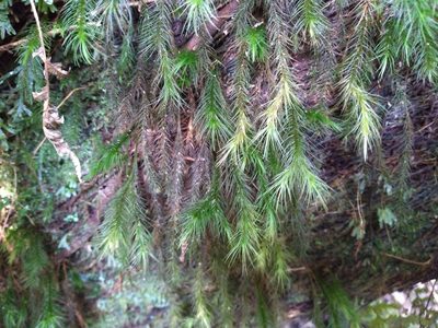 Cryptopodium bartramioides, photographed by Leon Perrie