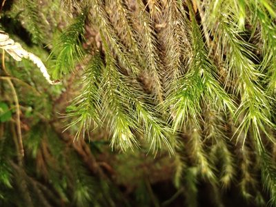 Cryptopodium bartramioides, photographed by Leon Perrie