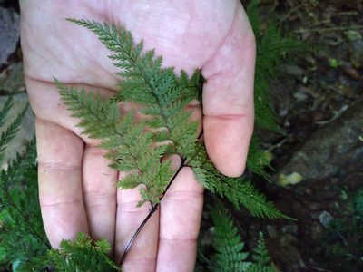 Dennstaedtia novae, photographed by Leon Perrie