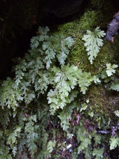 Hymenophyllum rufescens, photographed by Leon Perrie