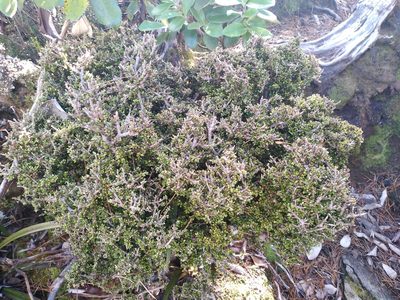 Pittosporum rigidum, photographed by Leon Perrie