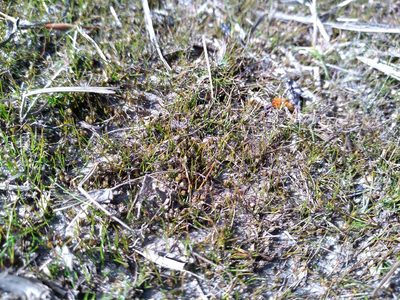 Juncus pusillus, photographed by Leon Perrie