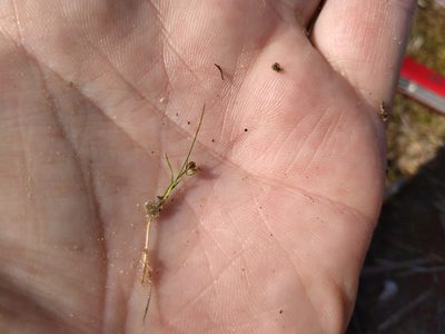 Juncus pusillus, photographed by Leon Perrie