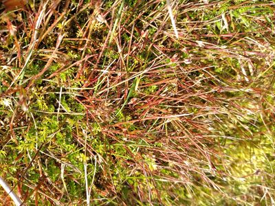 Juncus bulbosus, photographed by Leon Perrie