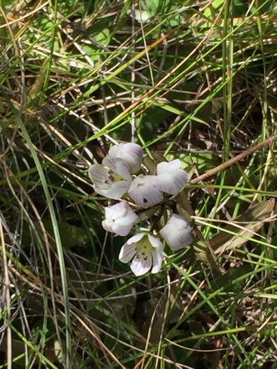 Gentianella tenuifolia, photographed by Nicholas Allen