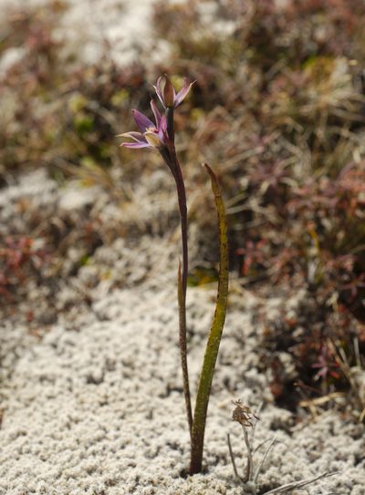 Thelymitra formosa, photographed by Basil Hooper