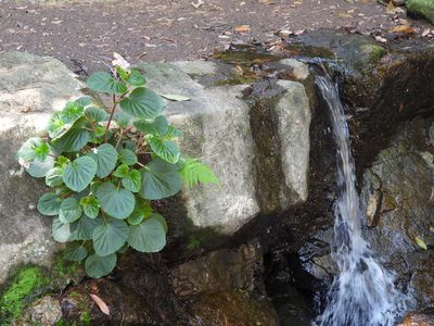 Begonia cucullata, photographed by Stephen Matthews