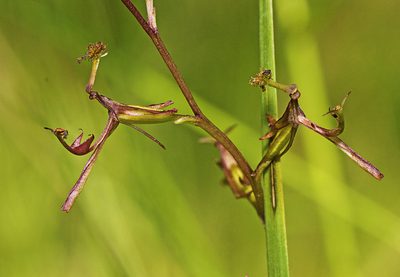 Arthrochilus prolixus, photographed by Tony Eales