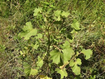 Xanthium cavanillesii, photographed by Eduardo Luis Beltrocco