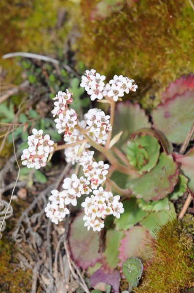 Micranthes eriophora, photographed by Roger Rittmaster