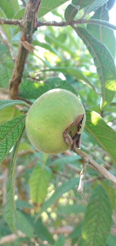 Campomanesia guazumifolia, photographed by Edson Luis Fabro Gasperin