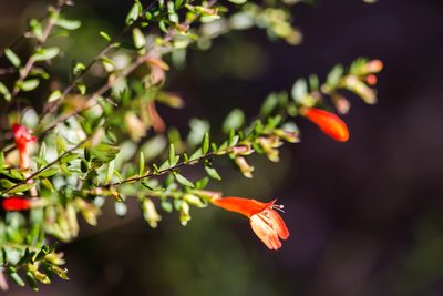 Clinopodium coccineum, photographed by Melissa McMasters