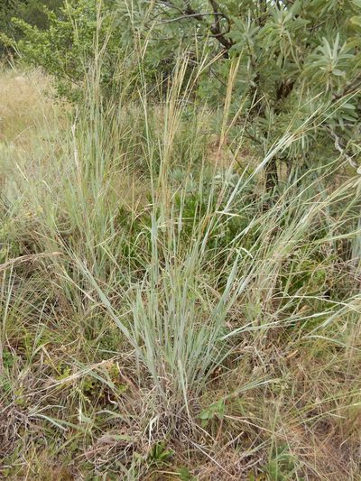 Diheteropogon amplectens, photographed by Henry de Lange