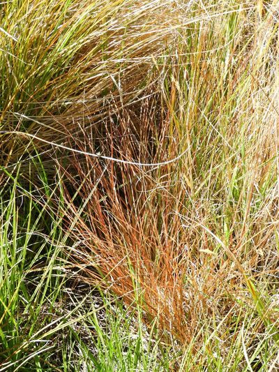 Carex tenuiculmis, photographed by Santiago Martín-Bravo