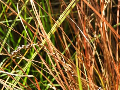 Carex tenuiculmis, photographed by Santiago Martín-Bravo